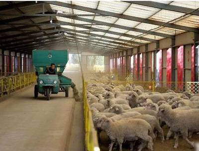 【看點】內蒙古這家羊肉企業在河南引發廣泛關注,畜牧業組團考察,它到底有啥不一樣