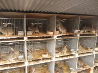 山東畜牧局獺兔種兔肉兔種兔繁育基地_農副產品_世界工廠網(wǎng)