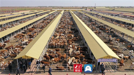 陽(yáng)信:優(yōu)質(zhì)牛肉被評(píng)為全國(guó)“十佳網(wǎng)紅產(chǎn)品”