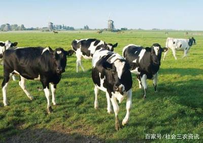 阿壩州農(nóng)業(yè)畜牧局,助力畜產(chǎn)品提質(zhì)增量,并取得了成效!